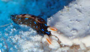 Thuridilla gracilis