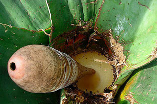 Pulque bendito