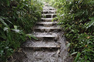 雨の藻岩山登山道