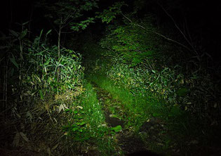 ヘッドライトで照らす登山道