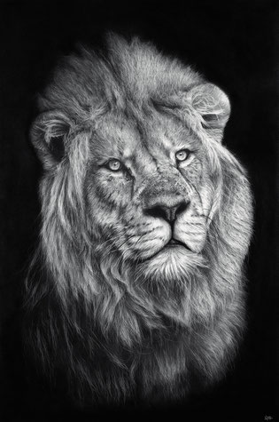 lion king into the light drawing by french pencil artist Magali Lapeyre-Mirande roi lion dans la lumière dessin artiste dessinatrice