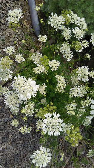 今井農園入り口の寄せ植えから