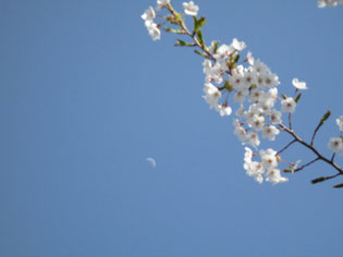散った花びらのような月です~義経寺にて