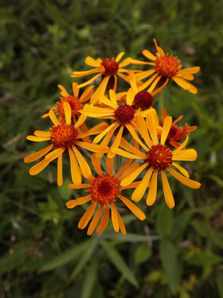 　コウリンカの舌状花は咲き始めは垂れない