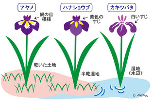 アヤメとハナショウブとカキツバタの違いはコチラヘ