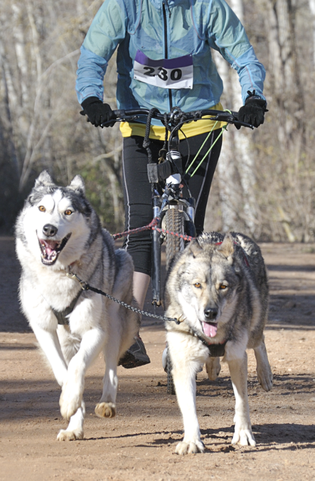 Dikejoren fietsen honden