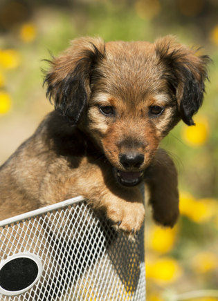 Puppie fiets