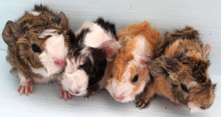 Mimma, Muck, Linsy und Suna
