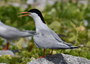 これからの季節、飛来が期待されるベニアジサシ(沖縄野鳥の会の山城正邦会長提供)
