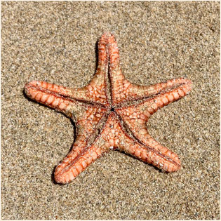 Cape Range Nationalpark, Cape Range, Ningaloo, Ningaloo Reef, Turquoise Bay, Turquoise Beach