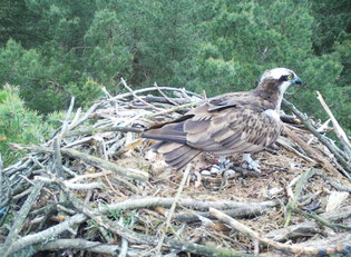 Fischadler, Männchen CD41, Foto: B. Heuer