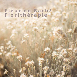 fleur de bach à Tours - annuaire du bien-être Via Energetica