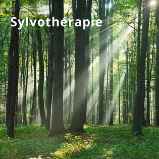 Sylvothérapie en Touraine-  bains de forêt en touraine - annuaire de therapeutes via energetica
