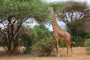 Die Giraffe zeigt ein nahezu perfektes kleines "h"