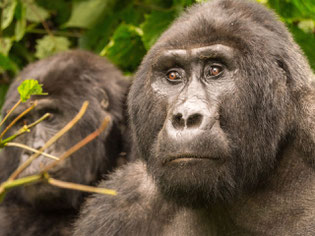 Mountain gorillas in Bwindi Impenetrable National park