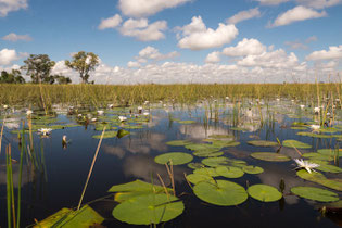 Sea roses, Okavango delta