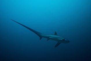 Thresher shark