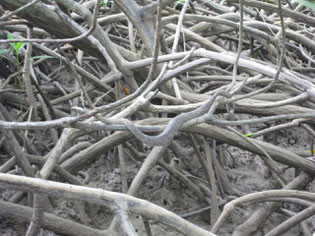 Mangrove viper. Yikes.