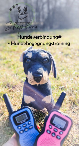 Hundeschule Schepolino 69434 Heddesbach 