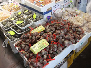 神奈川県　三浦　レンタサイクル　自転車屋