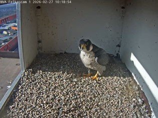 Das Männchen 5°LW bewacht die Nistmulde (Foto: MVA-webcam)