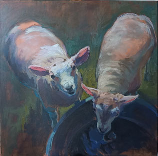 Sheep, 80x80 cm, olie op doek