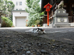 蔵前神社で涼を取る猫さん。撮影当日の気温は34℃。猫も暑いよね。