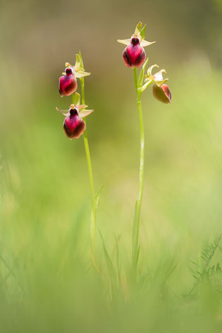 Helena-Ragwurz (Ophrys helenae)