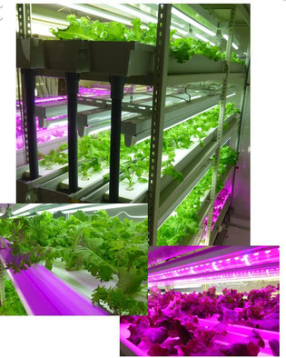 完全人工光型植物工場　実験施設（2014.10.16）