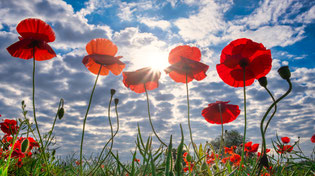 Emotioneel leiderschap
