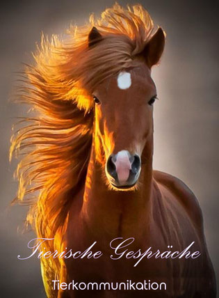 Foto: Ridiculously photogenic horse, http://imgur.com/ikwUmUV, bearbeitet