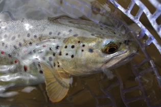 Flyfishing for Brown Trout on Dry Fly or Nymph