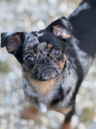 Petit Brabancon black and tan merle