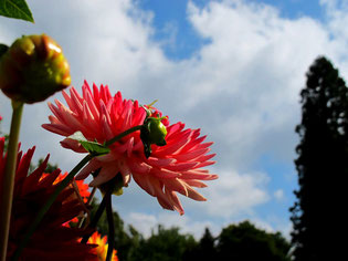 saisonal abgestimme Blumenschauen begeistern die Besucher