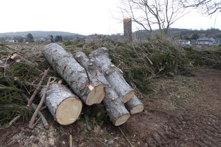 Streuobstwiese Streuobst Artenvielfalt Kreuzau Winden NABU Düren