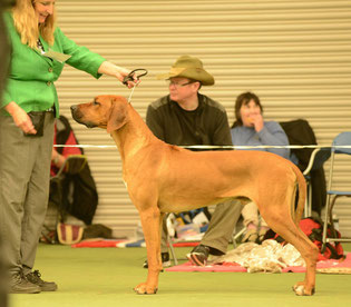 Diamond ridge ridgebacks cheap