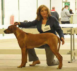 Rhodesian Ridgeback Diamondridge Belladona with Lindsey Barnes.