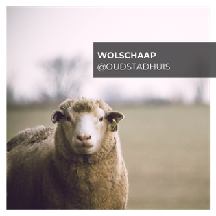 wolschaap