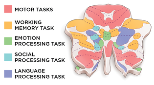 参照:The Cerebellum’s Functions in Cognition, Emotion, and More