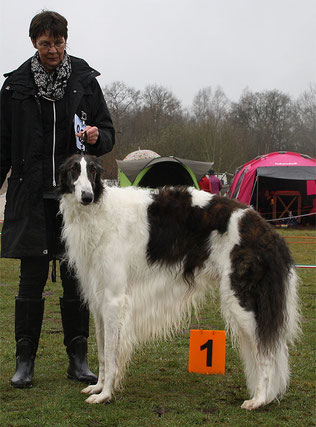 Foto: copyricht European Borzoi