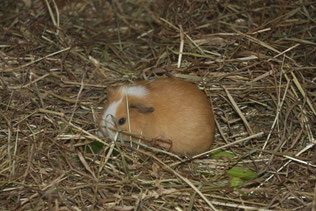 Meerschweinchen  
