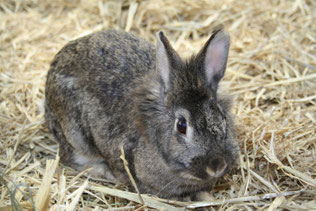 Kaninchen 