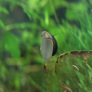 Rennschnecke als effektive Algenfresser im Aquarium 