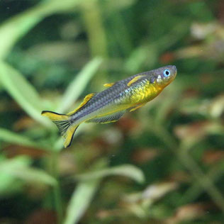 Gabelschwanz Regenbogenfisch in Aquarium 