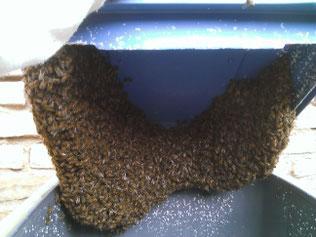 Essaim d'abeilles dans une poubelle - Le rucher des plaisirs