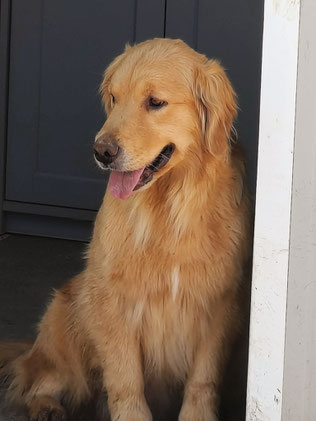 Femmina golden retriever. Allevamento Piemonte