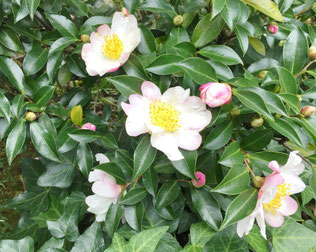 山茶花
