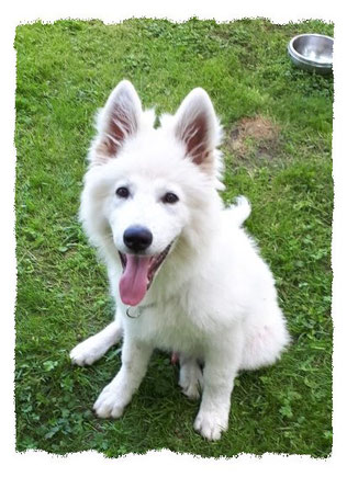 Chiot Berger Blanc Suisse à l'école pour chiots à Dax