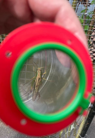 Becherluppe mit "Fang" (Foto: NABU Hilden)