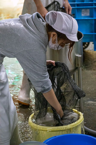 ①米の入ったネットを水に漬ける髙橋由香理さん。設定した秒数だけ吸水させる。